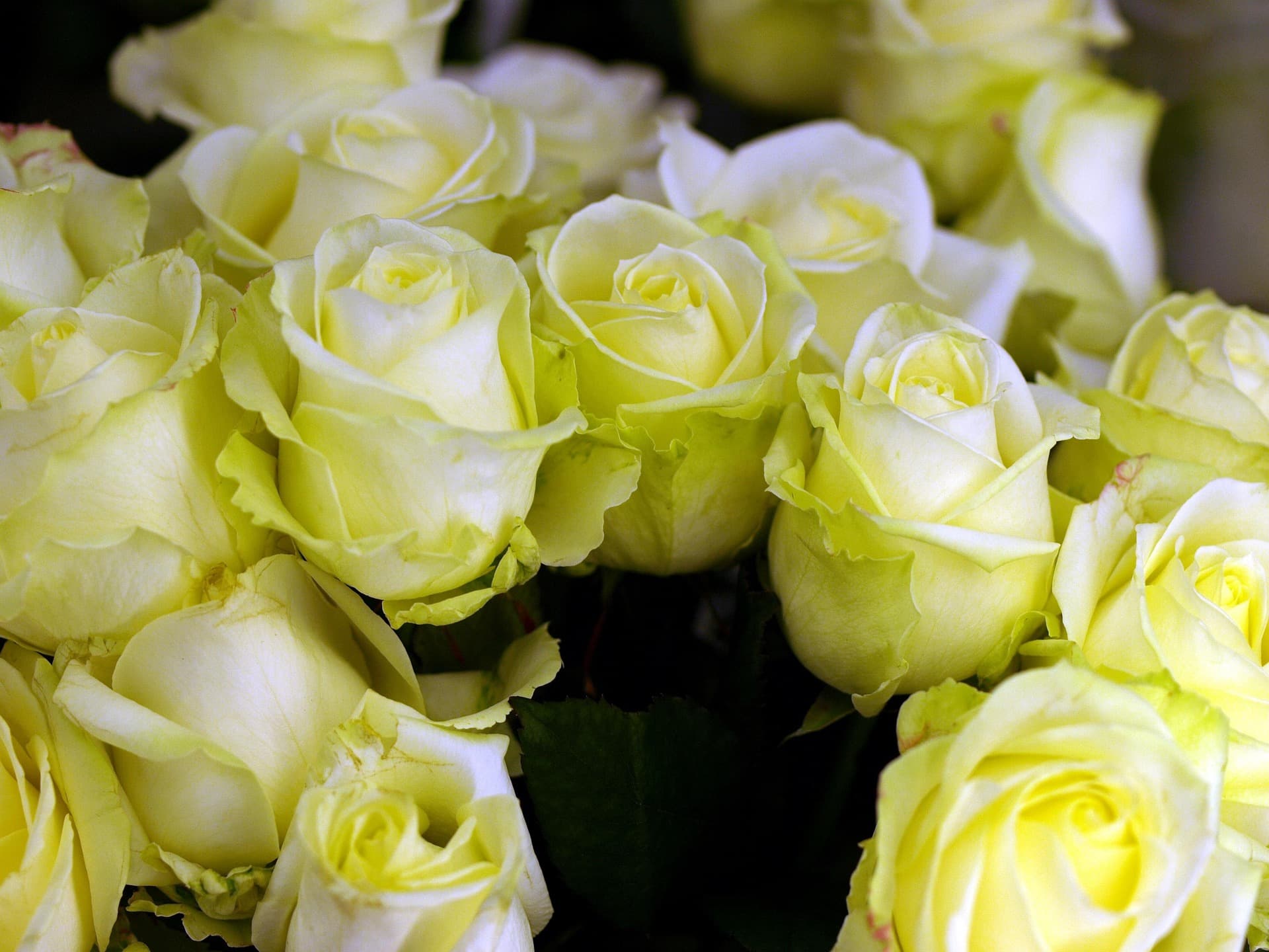 thalyagirl95-flower-3245795_1920.jpg